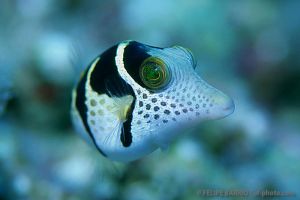 Tamboril | ANEMONE CITY - FLINDERS REEF - TOWNVILLE - AUSTRALIA -  Townsville Australia foto 8