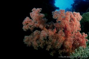Alcionario | ANEMONE CITY - FLINDERS REEF - TOWNVILLE - AUSTRALIA -  Townsville Australia foto 4