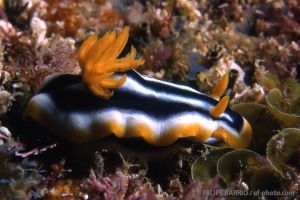Nudibranquio | ALIWAL SHOAL - UNKOMAAS - SUDÁFRICA -  Unkomaas South Africa foto 11