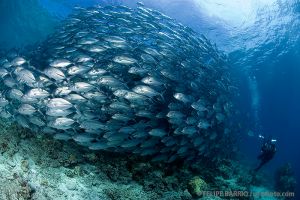 Carángidos | BARRACUDA POINT - SIPADAN - MALASIA -  Mabul Malaysia foto 1
