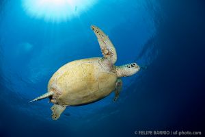 Tortuga | BARRACUDA POINT - SIPADAN - MALASIA -  Mabul Malaysia foto 2