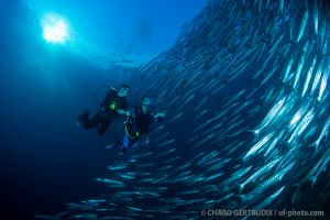 Barracudas | BARRACUDA POINT - SIPADAN - MALASIA -  Mabul Malaysia foto 4