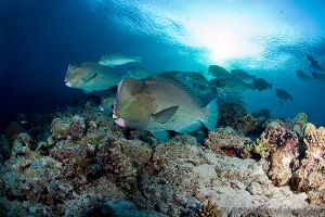 Peces búfalo | BARRACUDA POINT - SIPADAN - MALASIA -  Mabul Malaysia foto 3