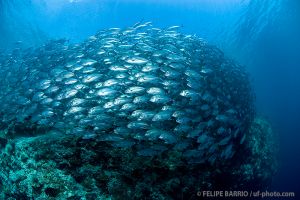 Carángidos | BARRACUDA POINT - SIPADAN - MALASIA -  Mabul Malaysia foto 7