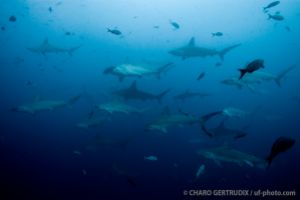 Tiburones martillo | ARCO DE DARWIN - ISLAS GALÁPAGOS - ECUADOR -  Puerto Ayora Ecuador foto 1