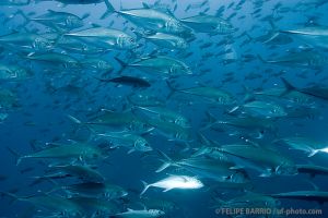 Carángidos | ARCO DE DARWIN - ISLAS GALÁPAGOS - ECUADOR -  Puerto Ayora Ecuador foto 10