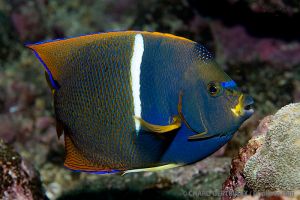 Pez ángel | ARCO DE DARWIN - ISLAS GALÁPAGOS - ECUADOR -  Puerto Ayora Ecuador foto 11
