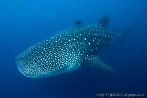 Tiburón ballena | ARCO DE DARWIN - ISLAS GALÁPAGOS - ECUADOR -  Puerto Ayora Ecuador foto 2