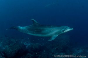 Delfín | ARCO DE DARWIN - ISLAS GALÁPAGOS - ECUADOR -  Puerto Ayora Ecuador foto 3