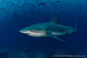 Tiburón galapagueño | ARCO DE DARWIN - ISLAS GALÁPAGOS - ECUADOR -  Puerto Ayora Ecuador foto 4