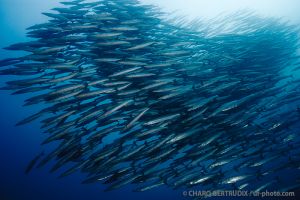 Barracudas | ARCO DE DARWIN - ISLAS GALÁPAGOS - ECUADOR -  Puerto Ayora Ecuador foto 5