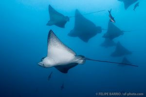Águilas marinas | ARCO DE DARWIN - ISLAS GALÁPAGOS - ECUADOR -  Puerto Ayora Ecuador foto 6