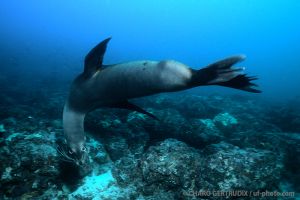 León marino | ARCO DE DARWIN - ISLAS GALÁPAGOS - ECUADOR -  Puerto Ayora Ecuador foto 7
