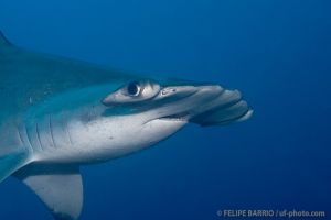 Tiburón martillo | ARCO DE DARWIN - ISLAS GALÁPAGOS - ECUADOR -  Puerto Ayora Ecuador foto 8