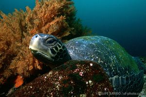 Tortuga | ARCO DE DARWIN - ISLAS GALÁPAGOS - ECUADOR -  Puerto Ayora Ecuador foto 9