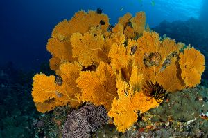 Gorgonias | NORTH TWIN - ISLAS MERGUI - MYANMAR -  Kawthoung Burma (Myanmar) foto 1