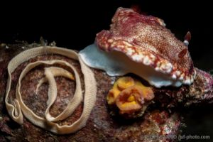 Nudibranquio | NORTH TWIN - ISLAS MERGUI - MYANMAR -  Kawthoung Burma (Myanmar) foto 2