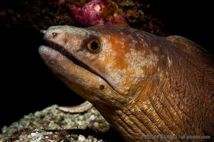 Morena | NORTH TWIN - ISLAS MERGUI - MYANMAR -  Kawthoung Burma (Myanmar) foto 3