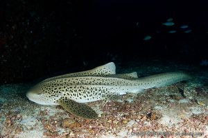 Tiburón leopardo | NORTH TWIN - ISLAS MERGUI - MYANMAR -  Kawthoung Burma (Myanmar) foto 4