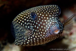 Pez cofre | NORTH TWIN - ISLAS MERGUI - MYANMAR -  Kawthoung Burma (Myanmar) foto 7