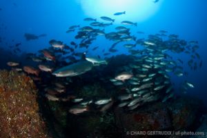 Pargos y tiburón | ISLA MANUELITA - ISLA DEL COCO - COSTA RICA -  Isla del Coco Costa Rica foto 1