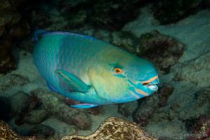 Pez loro | ISLA MANUELITA - ISLA DEL COCO - COSTA RICA -  Isla del Coco Costa Rica foto 6