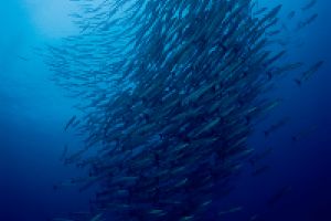 Barracudas | BARRACUDA POINT - ISLA MERY - ISLAS SALOMON -  Honiara Solomon Islands foto 3