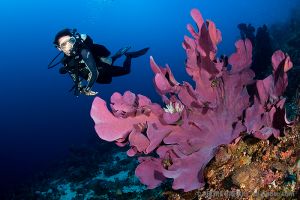 Gorgonia | BARRACUDA POINT - ISLA MERY - ISLAS SALOMON -  Honiara Solomon Islands foto 6