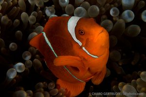 Pez payaso de espina | BARRACUDA POINT - ISLA MERY - ISLAS SALOMON -  Honiara Solomon Islands foto 7