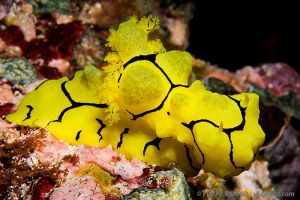 Nudibranquio | BARRACUDA POINT - ISLA MERY - ISLAS SALOMON -  Honiara Solomon Islands foto 8