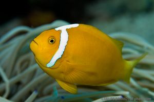 Pez payaso endémico | BARRACUDA POINT - ISLA MERY - ISLAS SALOMON -  Honiara Solomon Islands foto 9
