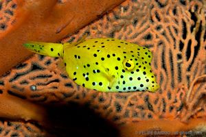 Pez cofre | ISLAS SIMILAN - TAILANDIA -  Patong Tailandia foto 2