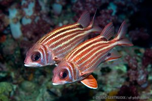 Peces ardilla | ISLAS SIMILAN - TAILANDIA -  Patong Tailandia foto 4