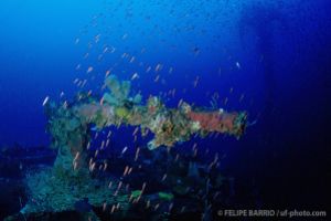 Cañón | SAN FRANCISCO MARU - TRUK - MICRONESIA -  Neiwe Micronesia foto 7