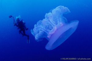 Medusa | SAN FRANCISCO MARU - TRUK - MICRONESIA -  Neiwe Micronesia foto 8
