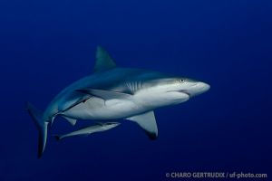 Tiburón gris | BLUE CORNER - PALAU -  koror Palau foto 1