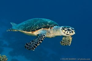 Tortuga | BLUE CORNER - PALAU -  koror Palau foto 2