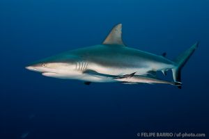 Tiburón gris | BLUE CORNER - PALAU -  koror Palau foto 3