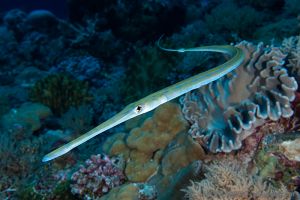 Pez trompeta | BLUE CORNER - PALAU -  koror Palau foto 4