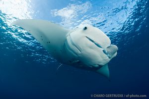 Manta | BLUE CORNER - PALAU -  koror Palau foto 5