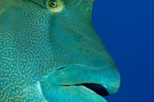 Pez napoleón | BLUE CORNER - PALAU -  koror Palau foto 6