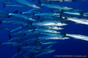 Barracudas | BLUE CORNER - PALAU -  koror Palau foto 7