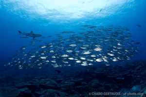 Túnidos | BLUE CORNER - PALAU -  koror Palau foto 8