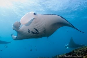 Mantas | MANTA RAY BAY - YAP - MICRONESIA -  Colonia Micronesia foto 1