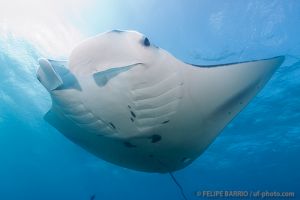 Manta | MANTA RAY BAY - YAP - MICRONESIA -  Colonia Micronesia foto 2