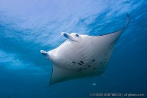 Manta | MANTA RAY BAY - YAP - MICRONESIA -  Colonia Micronesia foto 3