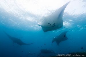 Mantas | MANTA RAY BAY - YAP - MICRONESIA -  Colonia Micronesia foto 4