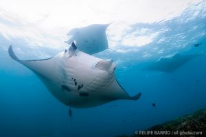Mantas | MANTA RAY BAY - YAP - MICRONESIA -  Colonia Micronesia foto 5