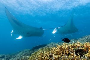 Mantas | MANTA RAY BAY - YAP - MICRONESIA -  Colonia Micronesia foto 6