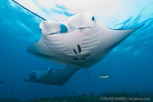 Mantas | MANTA RAY BAY - YAP - MICRONESIA -  Colonia Micronesia foto 7